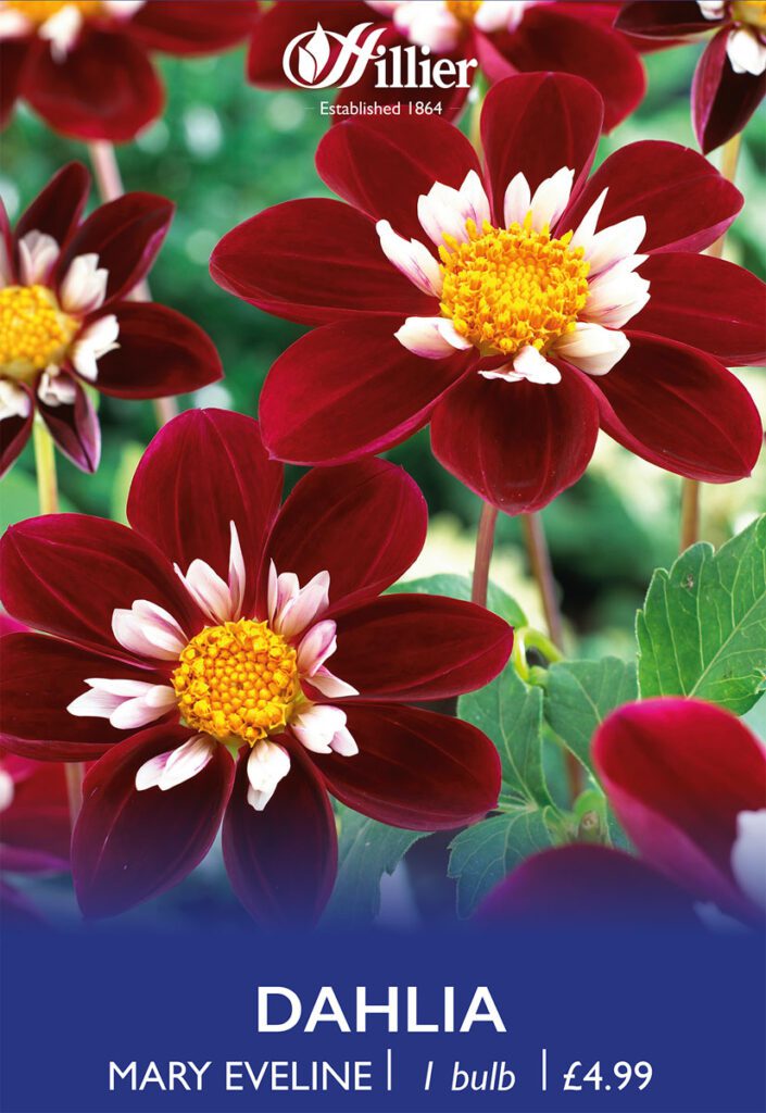 Dahlia Mary Eveline Tubers 8718641996904 2